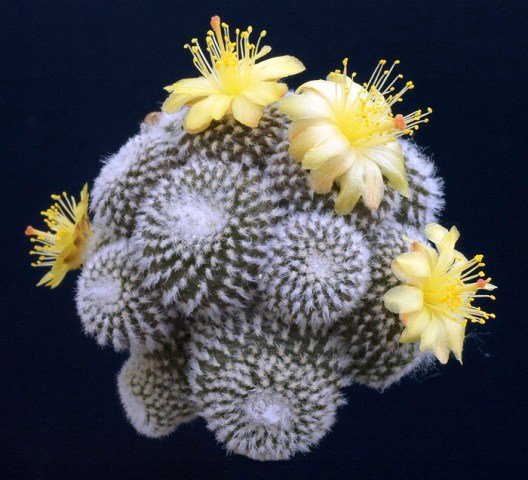 Copiapoa_lauii